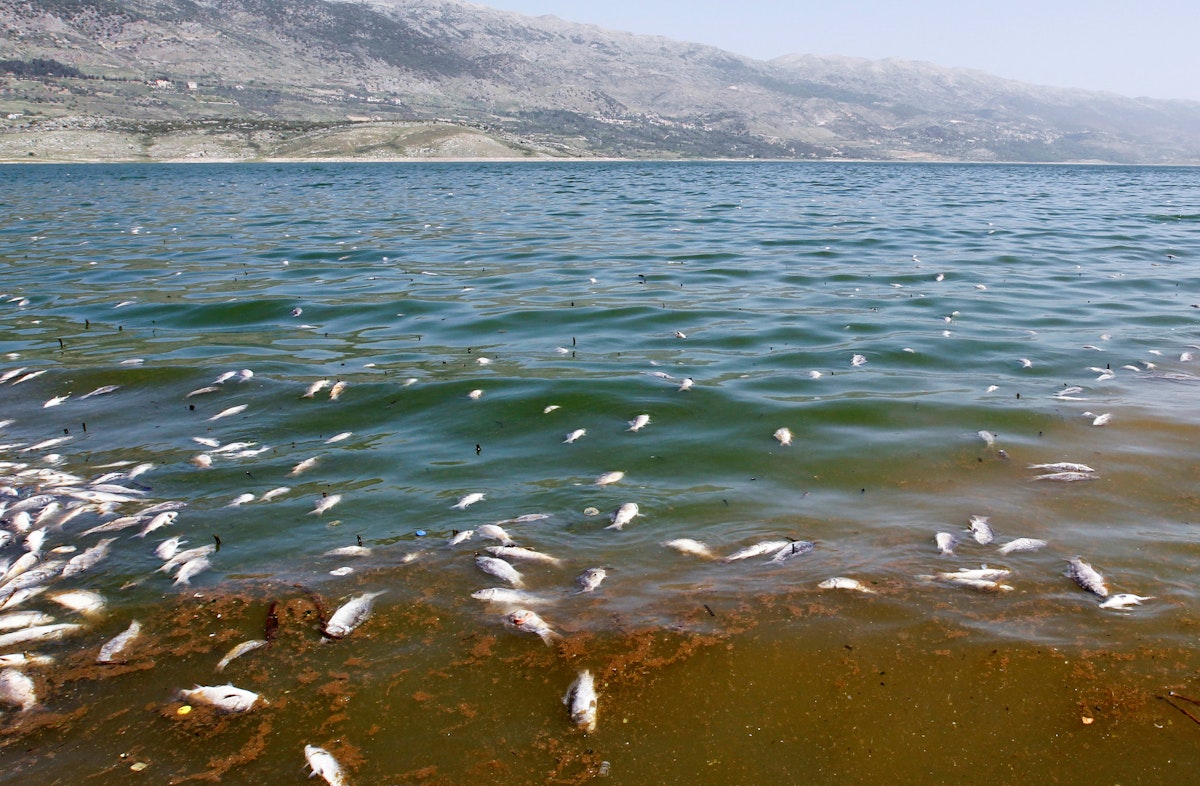أسماك نافقة تطفو في بحيرة القرعون على نهر الليطاني - REUTERS